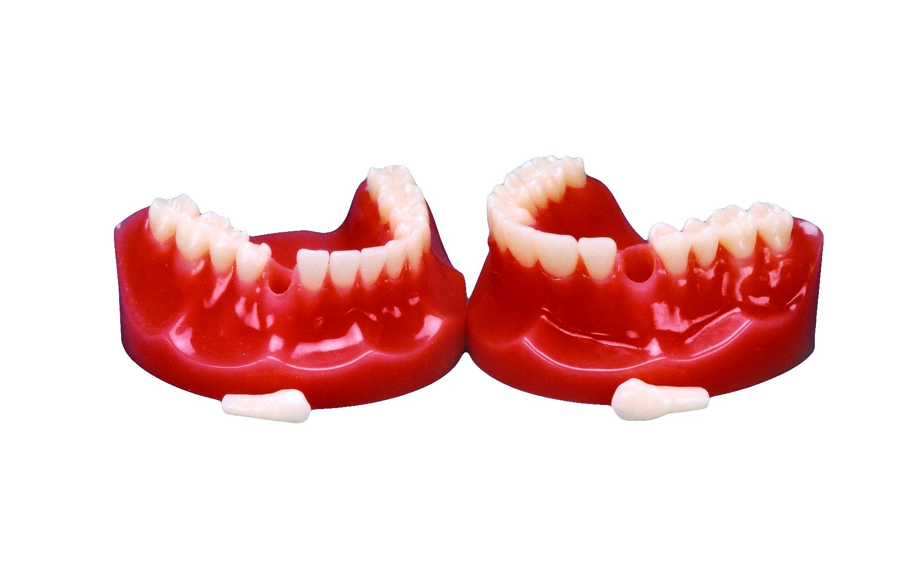 Typodont-Flexibase (Removable Teeth)