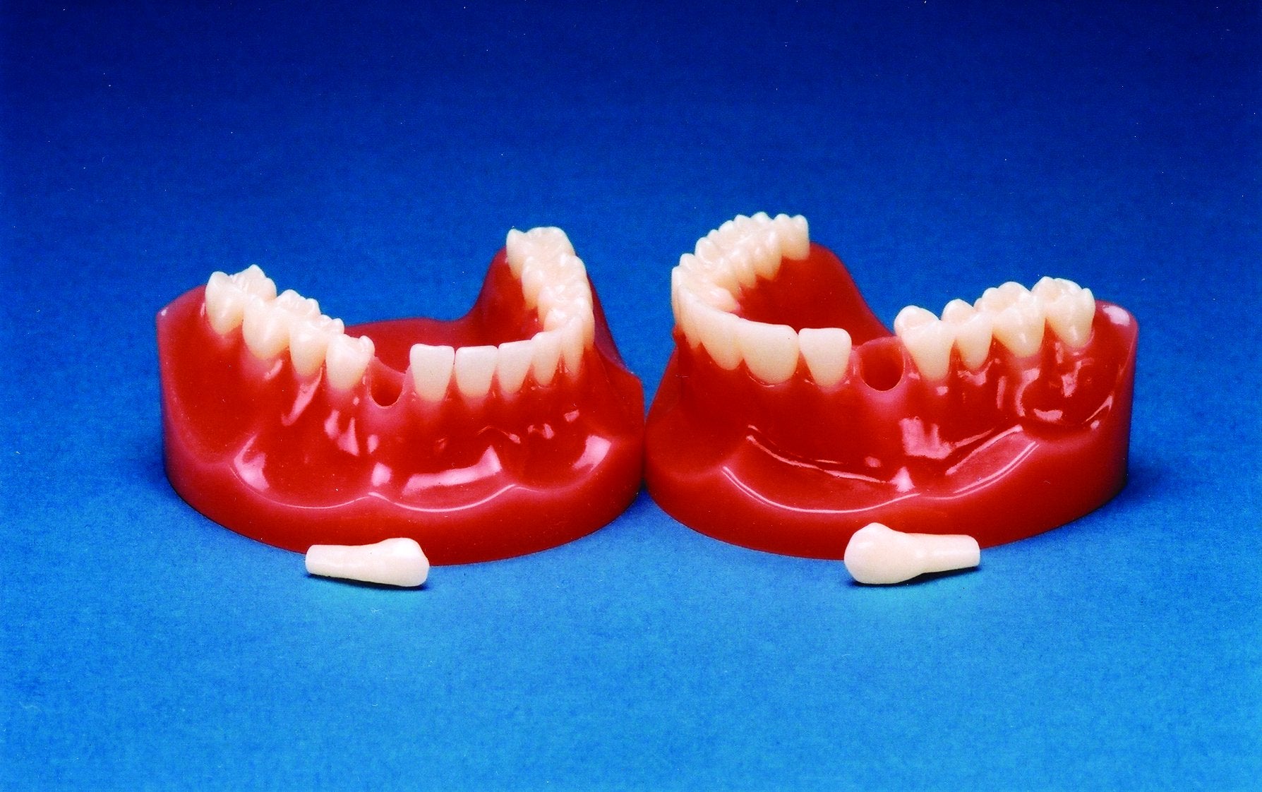 Typodont-Flexibase (Removable Teeth)