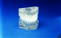 Transparent-Flexibase (Removable Teeth)