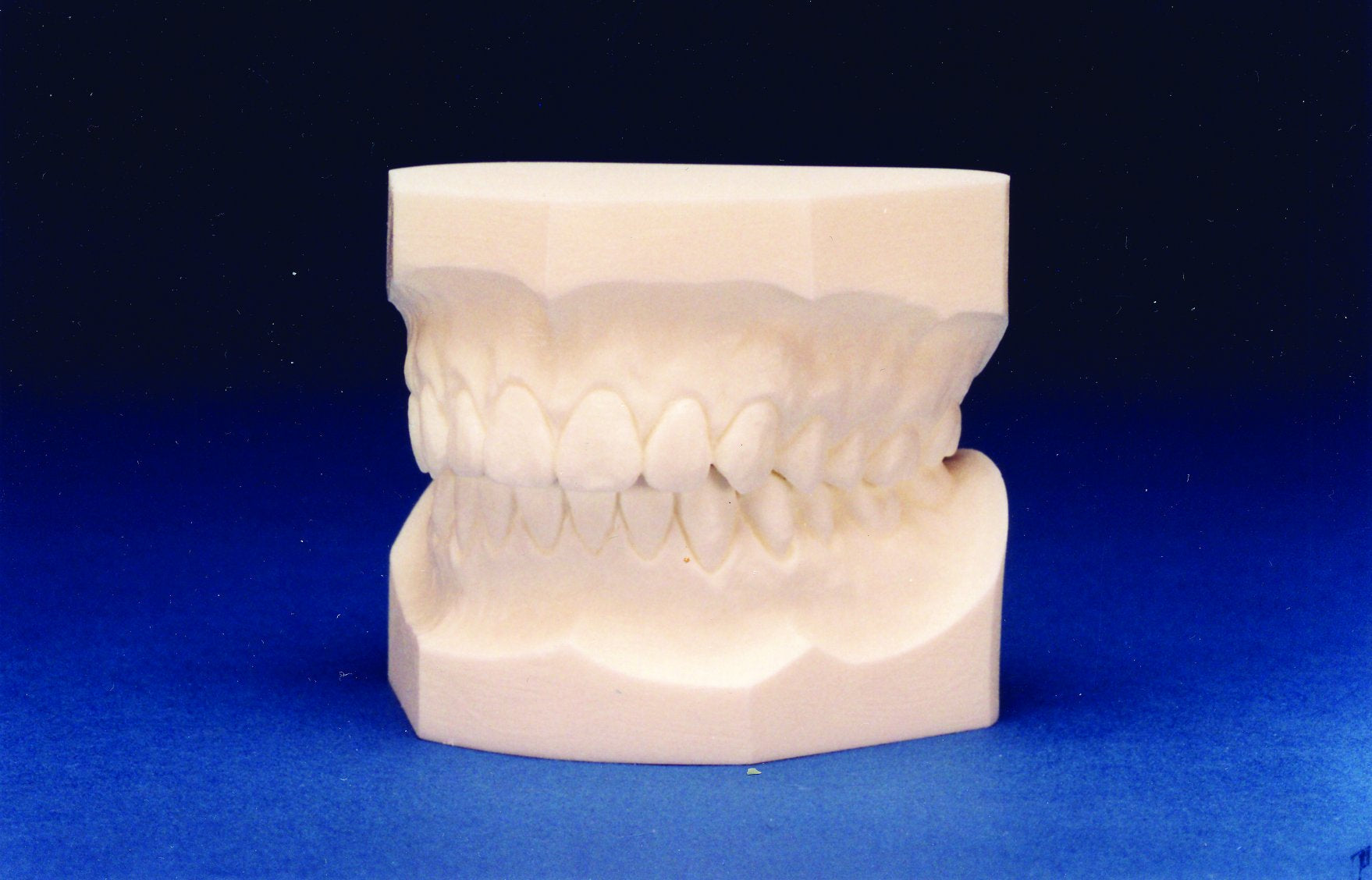Typodont (Solid White)